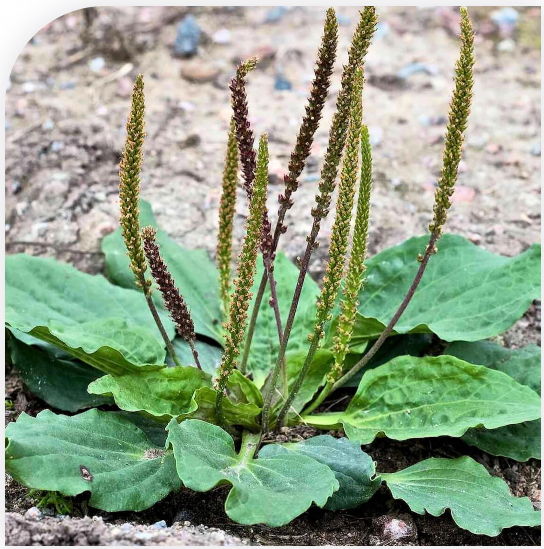 Le plantain