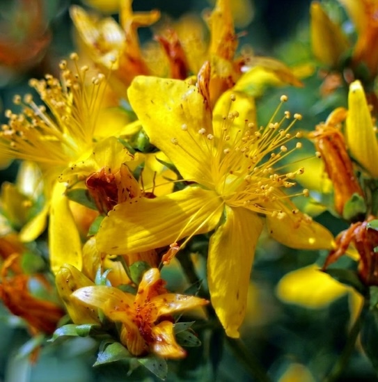 Millepertuis & Safran